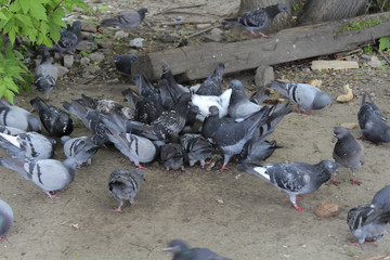 A flock of pigeons © Нонна Смелова