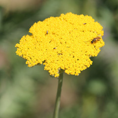 Yellow flower of Achillea filipendulina or fernleaf yarrow