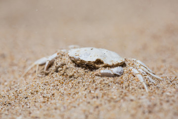 faded white crab crust covered with sand