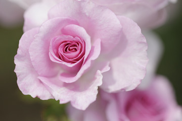 Obraz premium 薔薇 コティヨン 埼玉県 伊奈町 日本