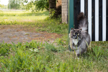 Naklejka na ściany i meble Brown cat with long fur standing in the grass and looking straight to camera. Tail up.
