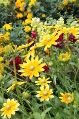 Obraz premium Eine bunte Blumenwiese an einem sonnigen Sommertag.