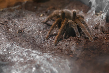 Asian spider tarantula next to cobweb