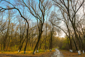 Fototapeta premium Поздняя осень. 