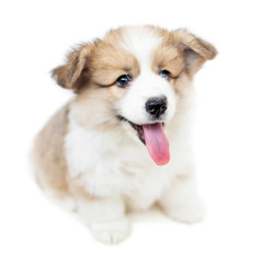 Funny Cute Puppy Corgi  dog isolated  on white background. Beautiful Welsh  Pembroke  puppy  smilling and showing tongue and looking at camera.