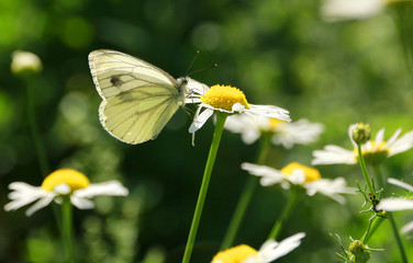 I like to shoot insects especially in the summer days! And he called this shot "On a summer day"