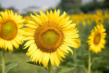 Beautiful yellow sunflower in the farm background