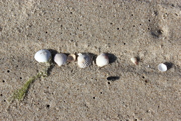 Eine Muschelsammlung an einem Strand an der Ostsee.