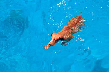 Cute happy running brown dog portrait. Red Sea shore. Sunny beach and sea with sunset golden light water landscape. Day rest at the beach, swimming and having fun, happiness and joy, enjoy life