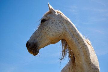  A beautiful white horse in profile against a blue sky