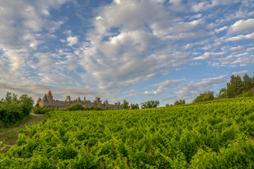 vi&ntilde;edos rodeando el castillo de Carcassonne al atardecer 