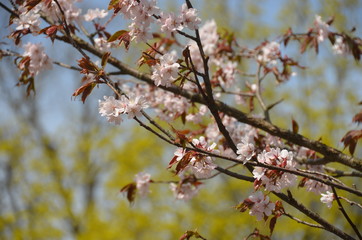 spring flower sakura cherry blossom