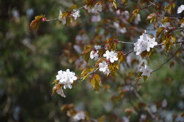 spring flower sakura cherry blossom