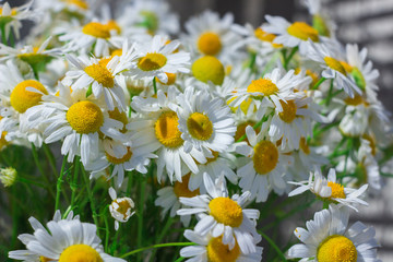 Camomile daisy flowers