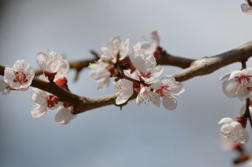 spring flower sakura cherry blossom