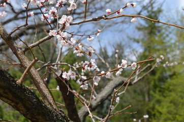 spring flower sakura cherry blossom