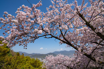 広島市南区黄金山　満開の桜越しに広島湾を望む