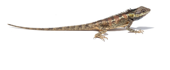 Brown color chameleon on white background.