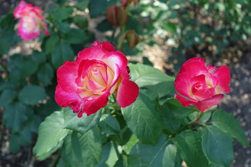 Pair of bright pink and white rose flowers