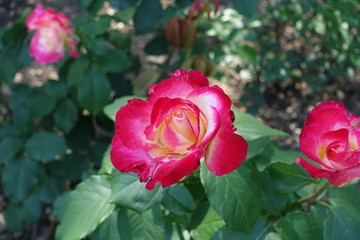 Rose flower with bright pink and white petals
