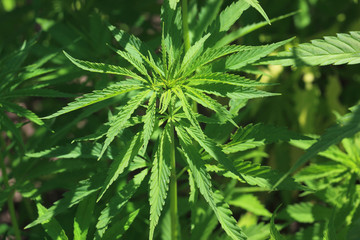 gewöhnlicher oder echter Hanf, Cannabis sativa