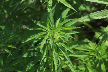 gewöhnlicher oder echter Hanf, Cannabis sativa