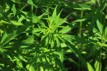 gewöhnlicher oder echter Hanf, Cannabis sativa