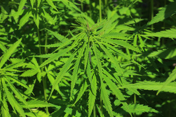 gewöhnlicher oder echter Hanf, Cannabis sativa