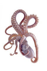 Octopus on a white background