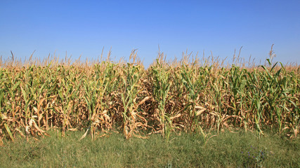 Corn Fields