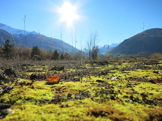 natura viva © Silke