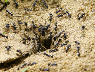 black ants on wood