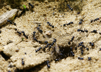 black ants on wood