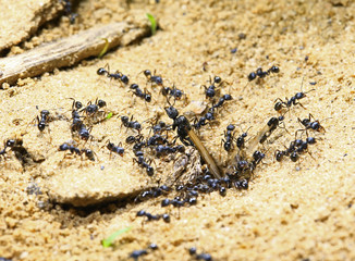 black ants on wood