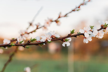 cherry branch with white flowers blooming in early spring in the garden. cherry branch with flowers, early spring. at sunset of the day, the setting sun shines on a branch