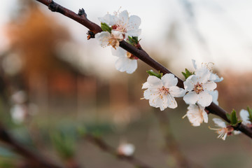 cherry branch with white flowers blooming in early spring in the garden. cherry branch with flowers, early spring. at sunset of the day, the setting sun shines on a branch