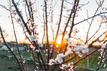 cherry branch with white flowers blooming in early spring in the garden. cherry branch with flowers, early spring. at sunset of the day, the setting sun shines on a branch