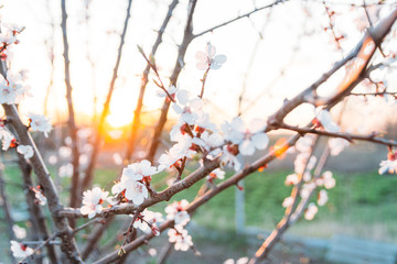 cherry branch with white flowers blooming in early spring in the garden. cherry branch with flowers, early spring. at sunset of the day, the setting sun shines on a branch
