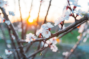 cherry branch with white flowers blooming in early spring in the garden. cherry branch with flowers, early spring. at sunset of the day, the setting sun shines on a branch
