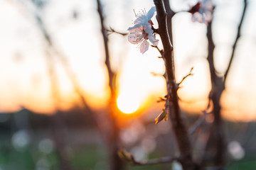 cherry branch with white flowers blooming in early spring in the garden. cherry branch with flowers, early spring. at sunset of the day, the setting sun shines on a branch
