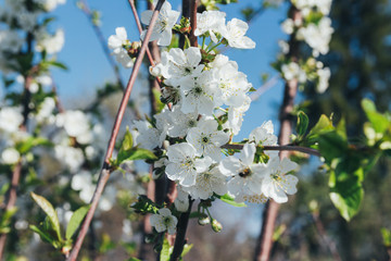cherry branch with white flowers blooming in early spring in the garden. cherry branch with flowers, early spring