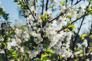 cherry branch with white flowers blooming in early spring in the garden. cherry branch with flowers, early spring