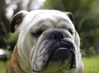 very serious English bulldog with a white muzzle