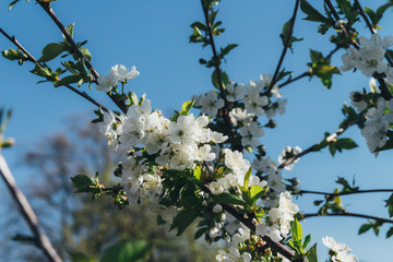 cherry branch with white flowers blooming in early spring in the garden. cherry branch with flowers, early spring