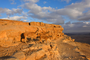 wildlife in the desert
