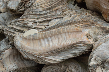 Fossil remains of shell in Thailand.