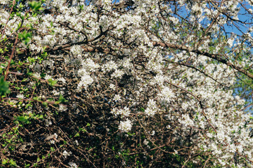 cherry branch with white flowers blooming in early spring in the garden. cherry branch with flowers, early spring