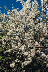 cherry branch with white flowers blooming in early spring in the garden. cherry branch with flowers, early spring