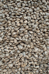 Fossil remains of shell in Thailand.