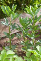 Potager - plants de fèves en fleur
